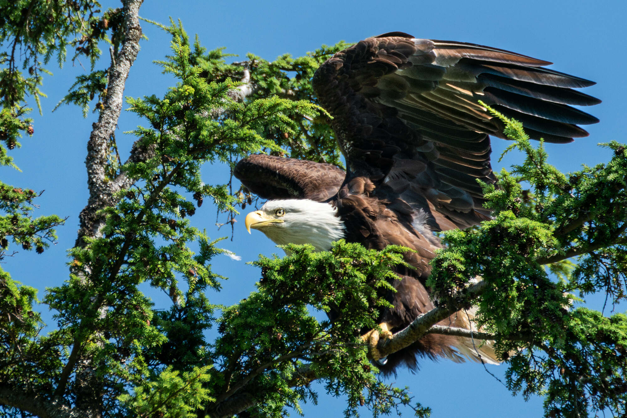 Bald eagle perched